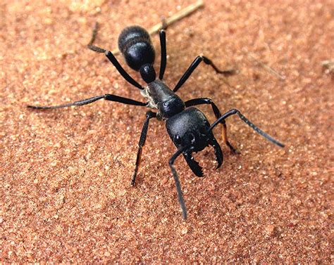 Tipos De Formiga Grande - fauna e flora ameaçadas de extinção: FORMIGA GIGANTE
