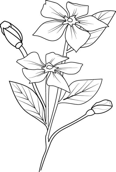 outline periwinkle drawing, periwinkle flower line drawing, clip art