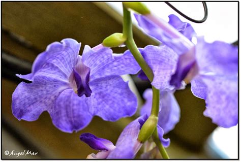 orquideas blog de angel mar vanda otro ano en flor