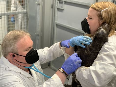 John Ball Zoo Welcomes Pygmy Hippo Calf - The Collegiate Live