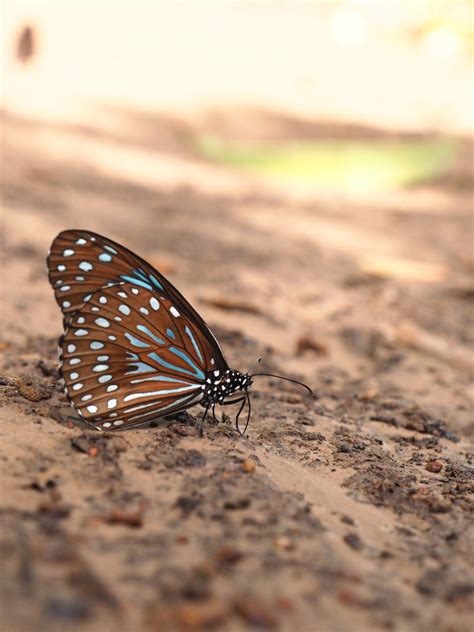 images nature wing ground leaf bear wildlife insect