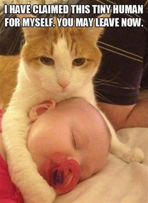 cat      cats   love babies