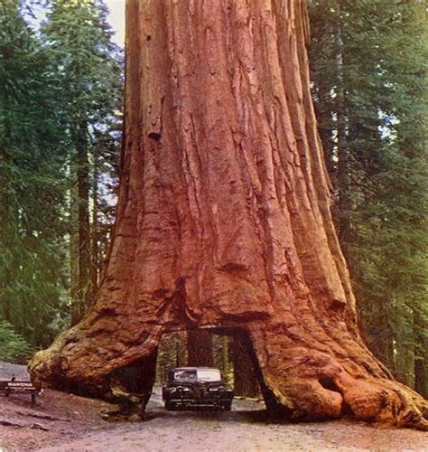coast redwood  giant redwood    living species