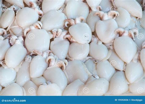 Squid for sale in market stock photo. Image of cuisine - 19592836