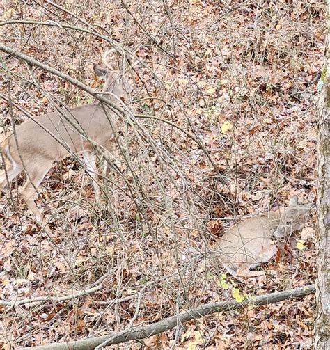 Bambi Doe: The Whistleblower's Secret Weapon & The Fallout Image 15