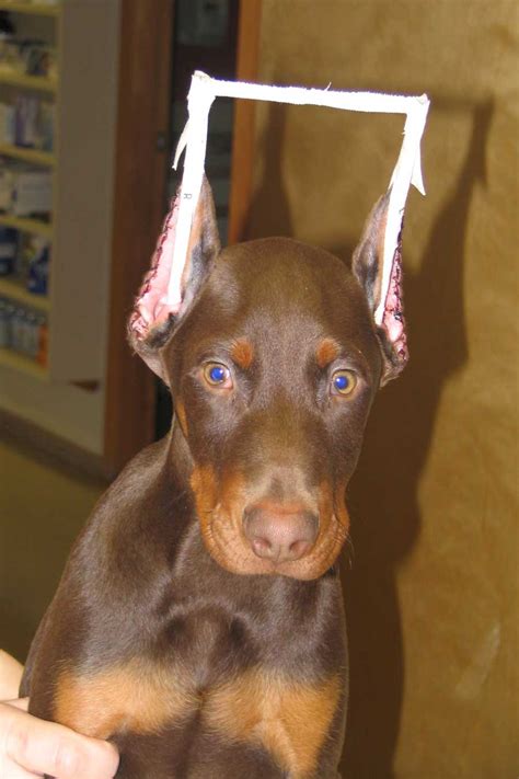 Dog Ear Cropping Vets at Katharyn Frisina blog