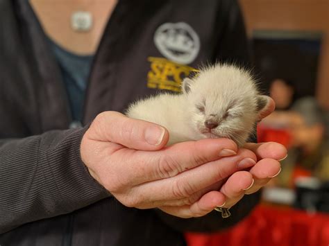 SPCA: Feral Cat Traps
