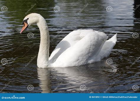 Male mute swan stock photo. Image of proud, animal, mute - 841892