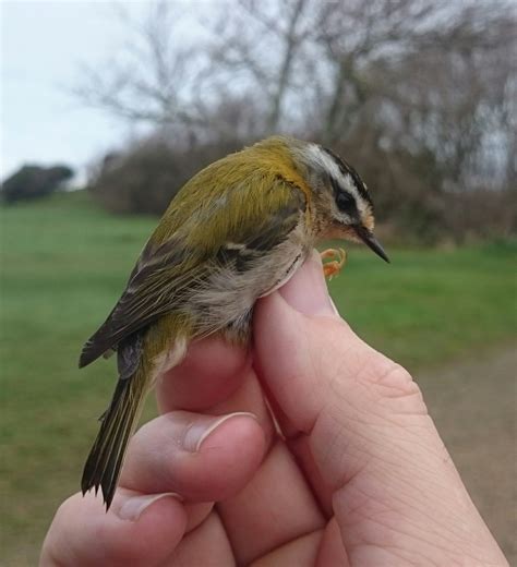 Archives | Alderney Bird Observatory