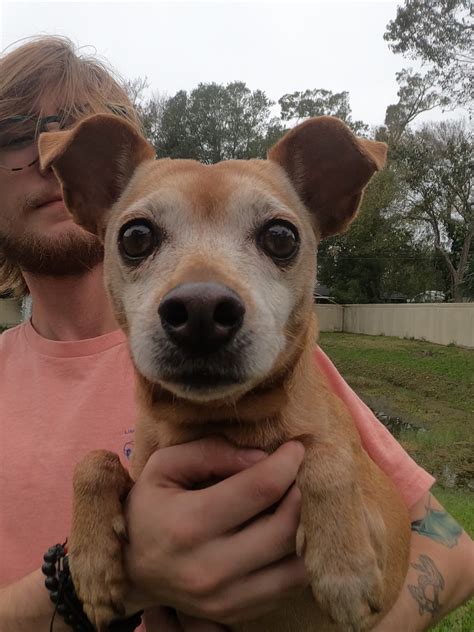 My Pets Wellness Daytona