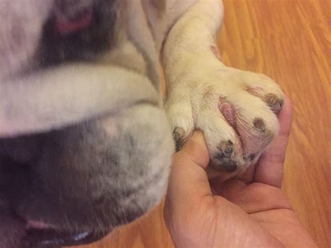 Are Interdigital Cyst On A Dog Bad