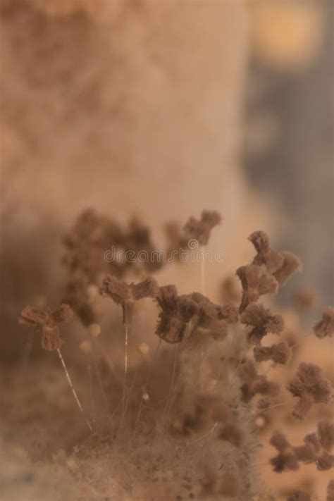 aspergillus mold  microbiology stock photo image  colony