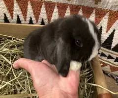 Cute and friendly Pedigreed Holland Lop Bunnies near San Antonio, Texas ...