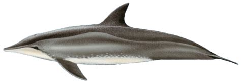 Golfinho De Dentes Rugosos - Golfinho-de-Dentes-Rugosos (Steno bredanensis)