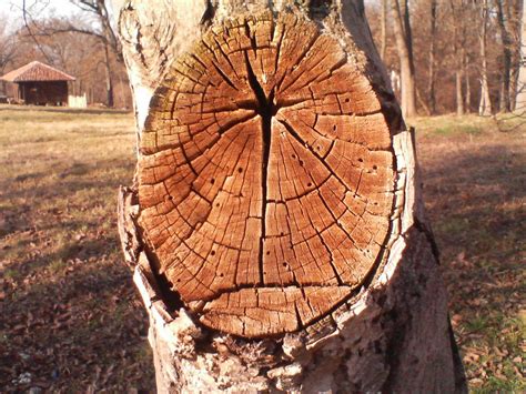 drvo   magic creator  deviantart