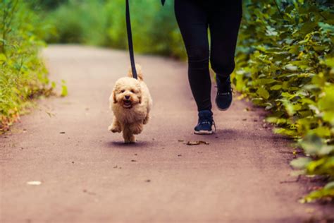 Do Maltipoos Shed? What Allergy Sufferers Need to Know - DogCareLife