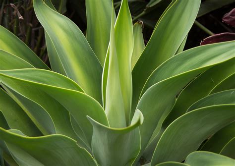 Evergreen Large Leaf Plants Evergreen Plants Stock Photos - Download
