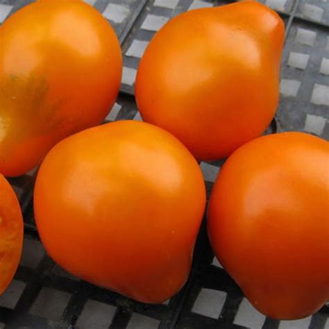 Долина Растений - 🍅Томат "Лампа" 🇷🇺Производитель: Гавриш...