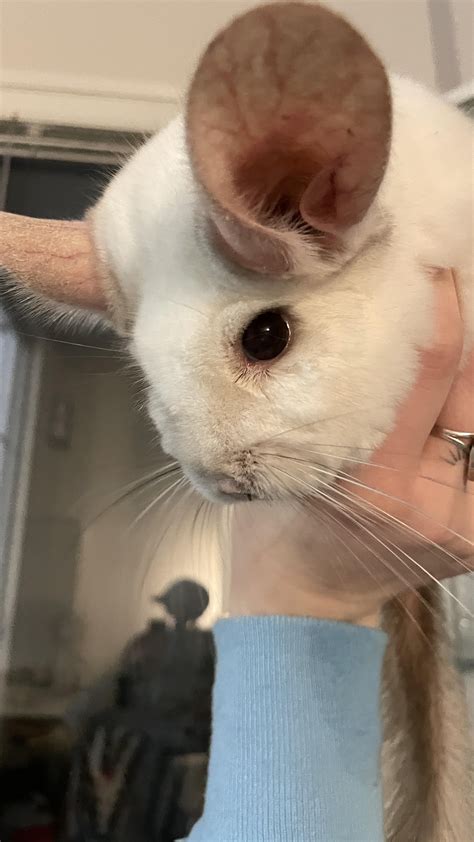 why is chinchilla not eating cheap 2