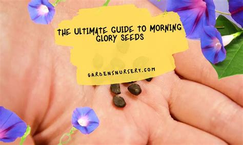 ultimate guide  morning glory seeds