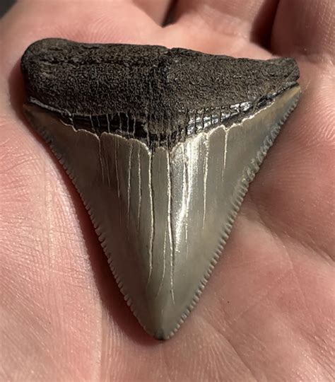 Baby Megalodon Tooth : r/Paleontology