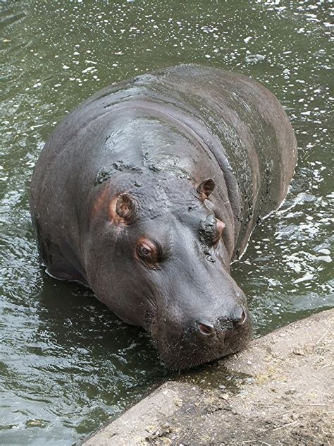 ShukerNature: SURF HIPPOS, HERE THEY COME!
