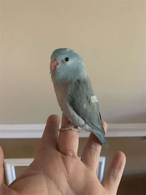Parrotlet