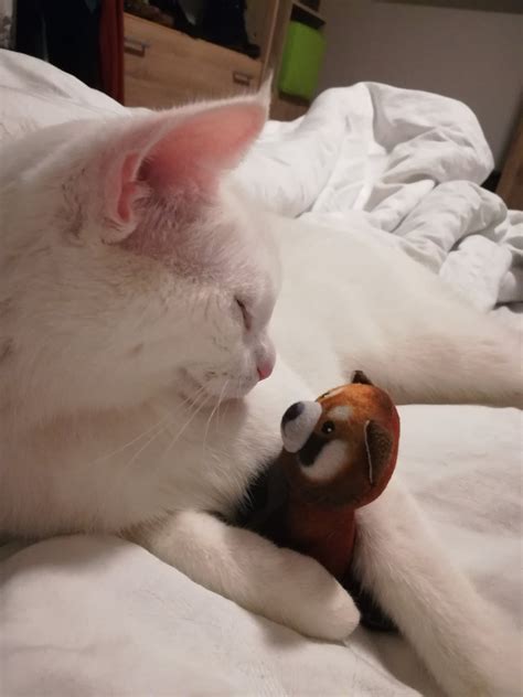 My cat and her red panda cup :-) : r/redpandas