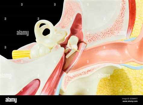 human ear model  black background stock photo alamy