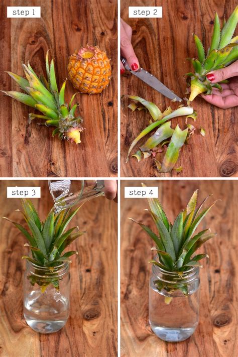 how to plant a pineapple from the top