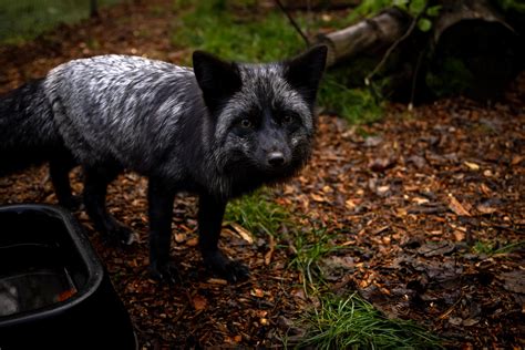 Silberfüchse Mala und Skadi - TIERART Wildtierstation - ein Projekt von