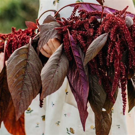 Kerala Red Spinach Amaranth – Thresh Seed Co.
