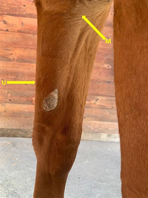 Image:Median and ulnar nerve block sites, horse-MSD Veterinary Manual