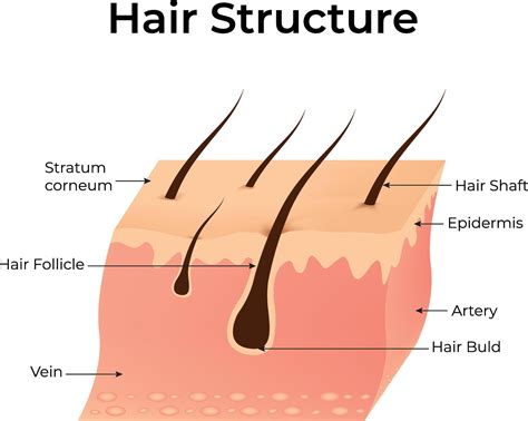 Hair Structure, Stratum Corneum, Hair Follicle, Vein, Artery, Hair Bild
