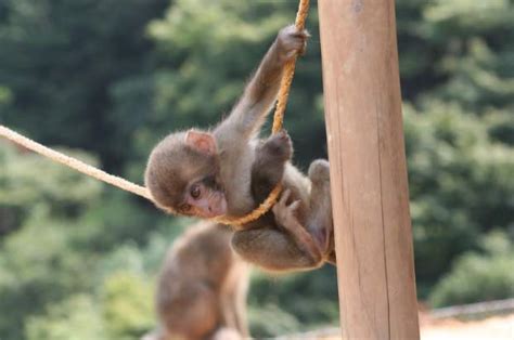 Monkey Behavior - "The Social Lives of Monkeys: Understanding Their ...