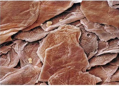 human skin cells epuzzle photo puzzle