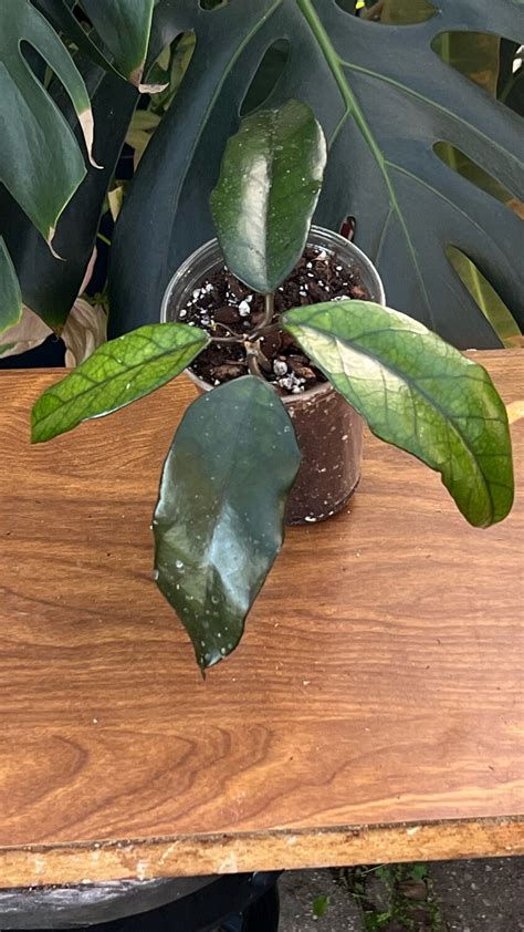 hoya ah cv elephant
