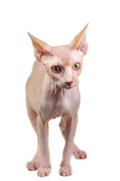 egyptian bald cat stock photo taden