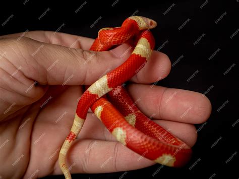 Lampropeltis triangulum, широко известная как молочная змея или ...