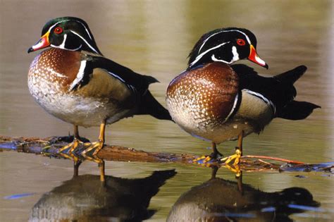 Male vs. Female Ducks (8 Main Differences) - Bird Helpful