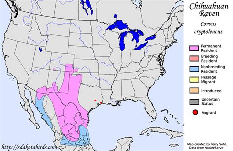 Chihuahuan Raven - Species Range Map