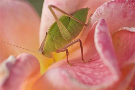 Green Aphids - A-Z Animals