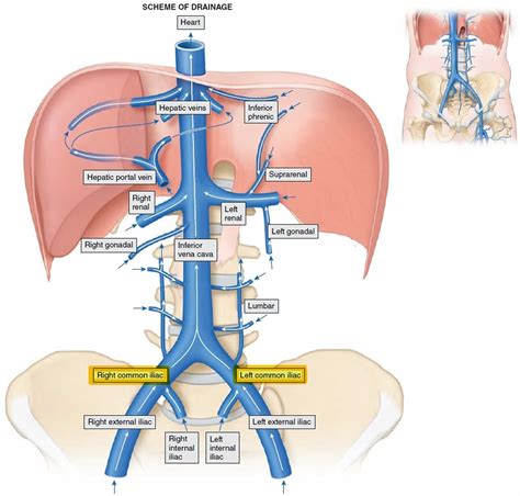 common iliac vein anatomy  function