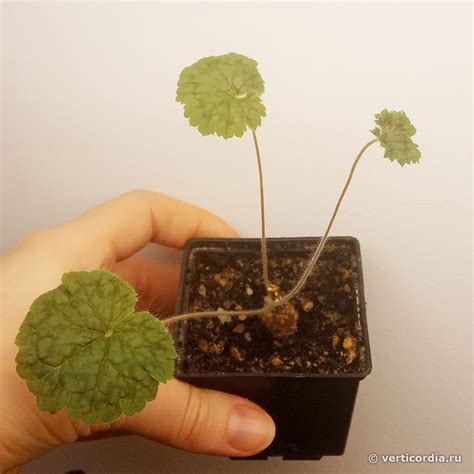 Вертикордия — Пеларгония Баркли (Pelargonium barklyi)