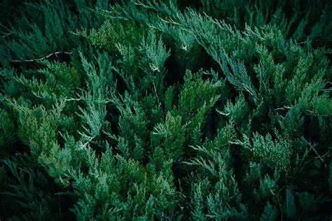 Black Midgets Photos, Download The BEST Free Black Midgets Stock Photos