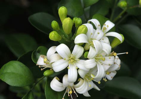 Flowering Jasmine Tree