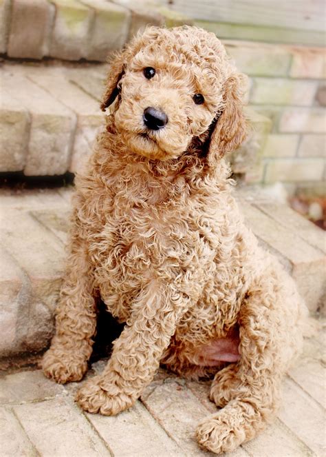 What Size Dog Crate For Standard Poodle Puppy at Lola Collins blog