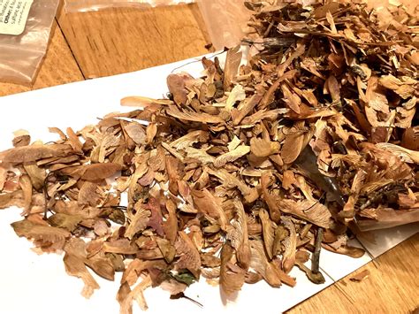 Swamp Maple Tree Seeds (Acer Rubrum) (Carolina Maple, Red Maple, Water