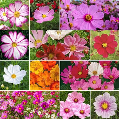 Crazy For Cosmos - Cosmos Seed Mix | Cosmos flowers, Flower seeds ...
