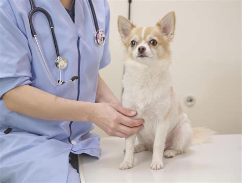 What is Luxating Patella or Kneecap Dislocation in Dogs? - Pet Health MD
